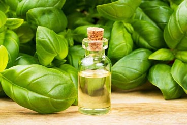 Basil Essential oil OEM / ODM