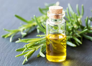 Rosemary essence oil atacado